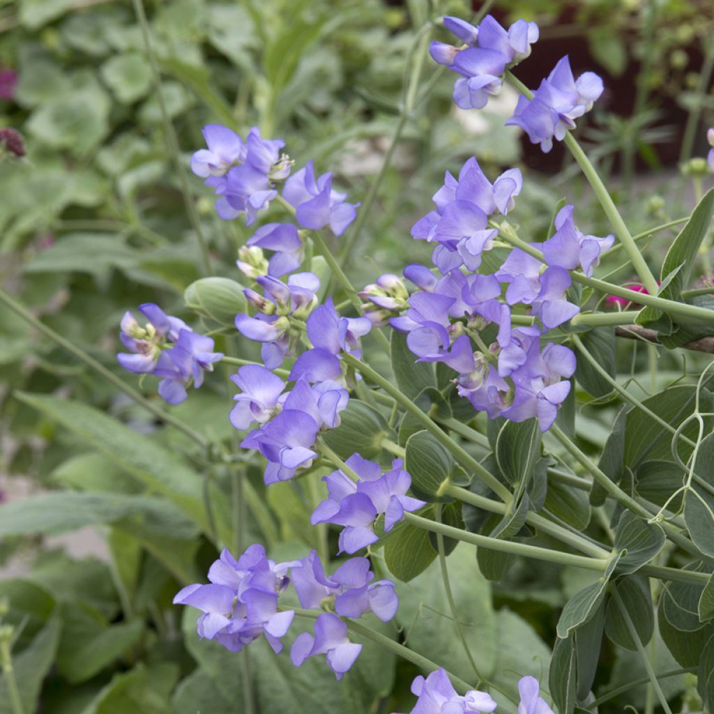 Lathyrus nervosus Lord Anson's Pea