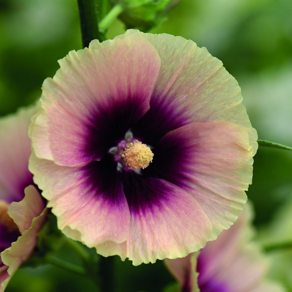 Alcea rosea Halo Apricot - Malvarosa
