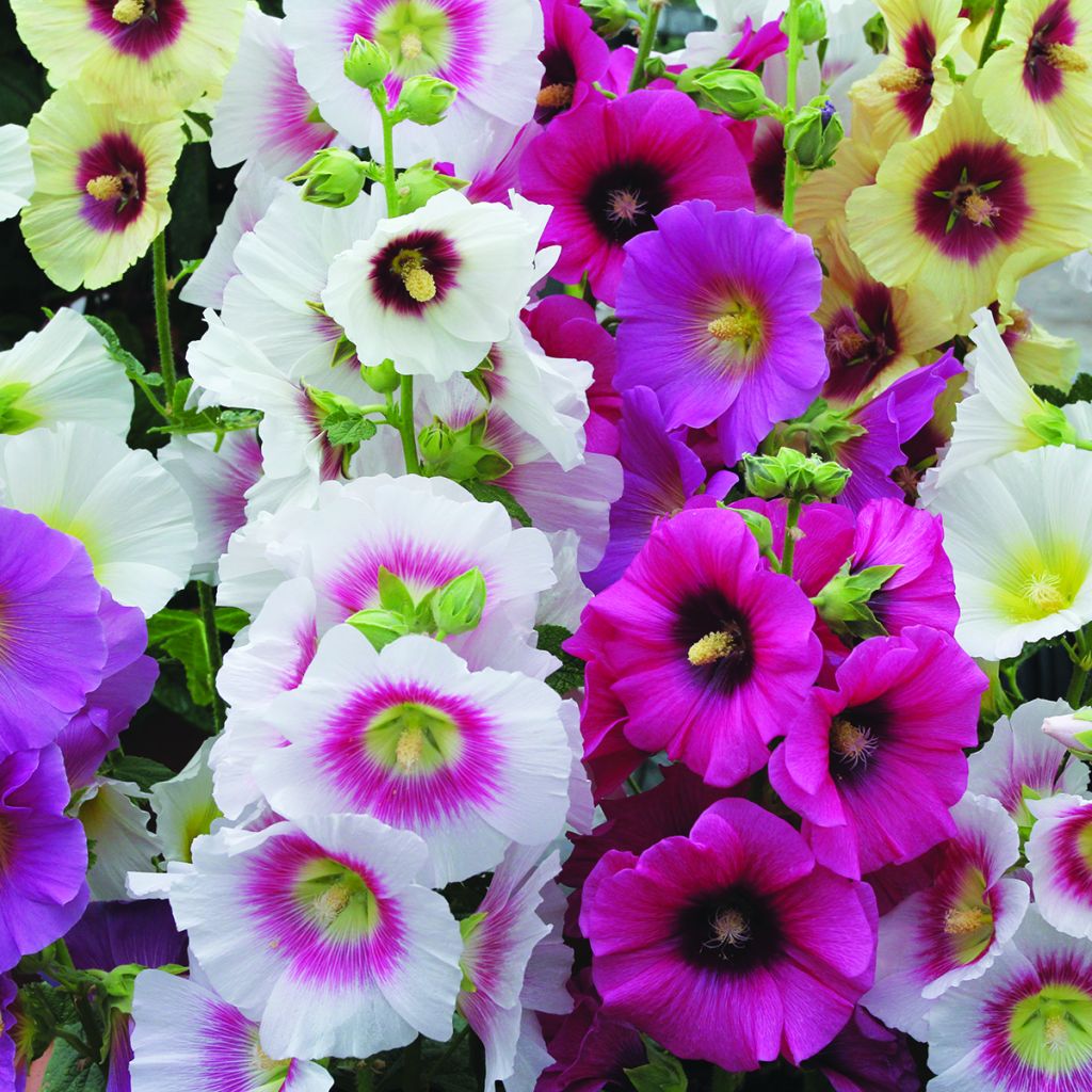 Alcea rosea Halo Mix - Malvarosa