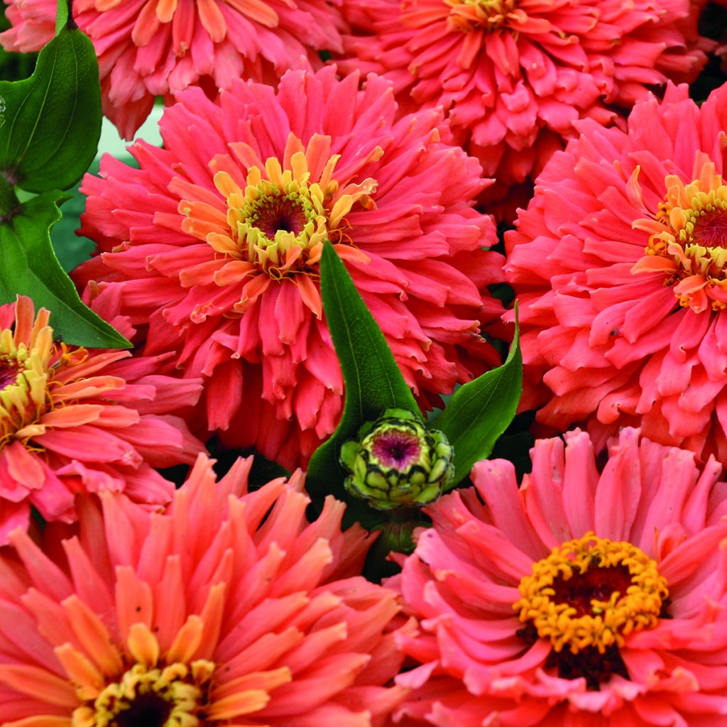 Zinnia Señora (semi)
