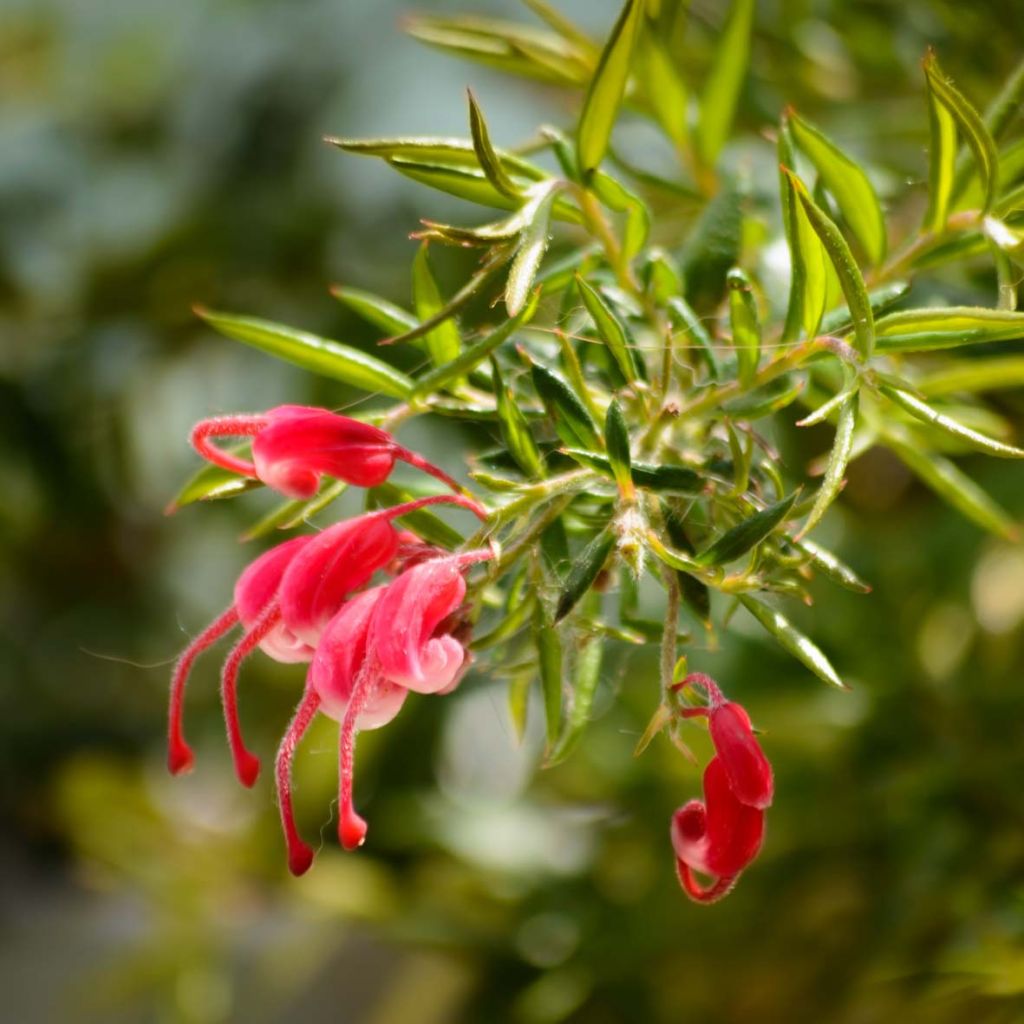 Grevillea juniperina