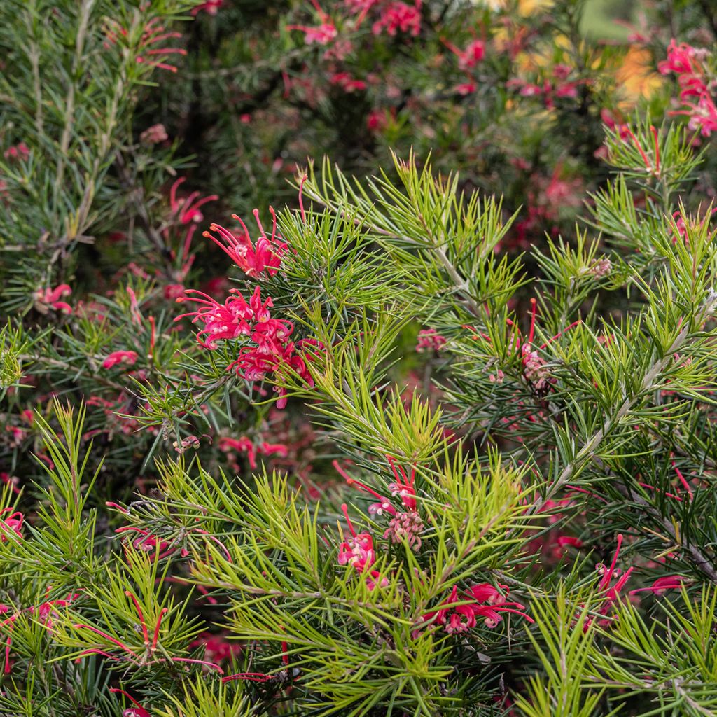 Grevillea juniperina