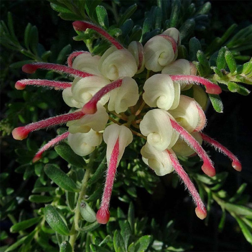 Grevillea lanigera Tamboritha