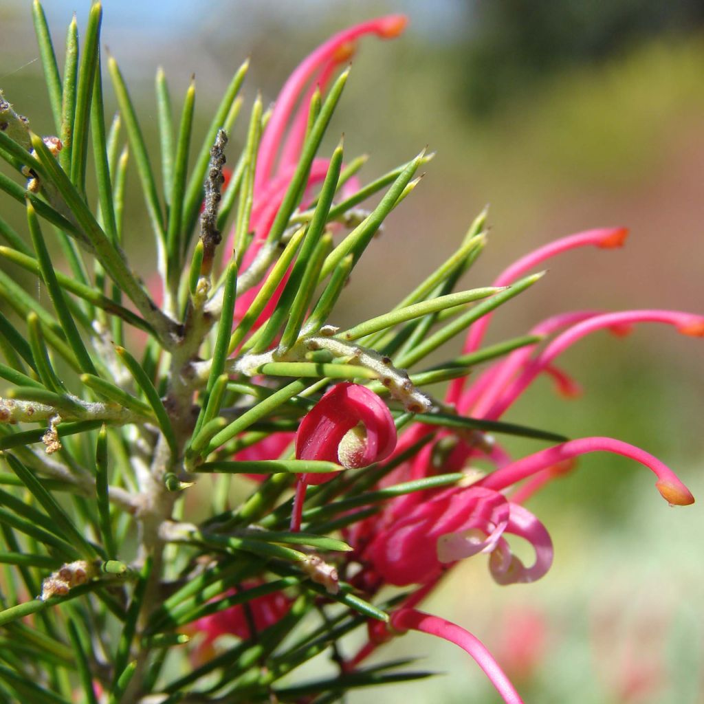 Grevillea rosmarinifolia