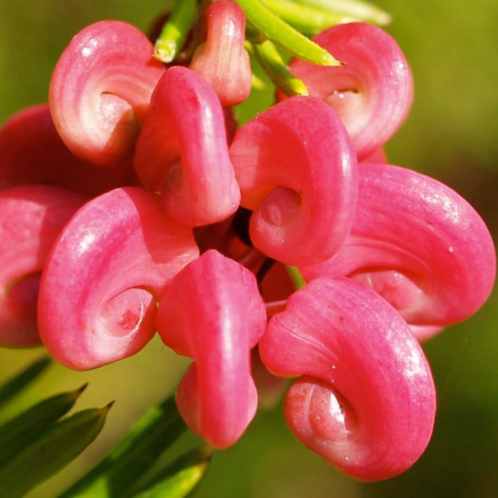 Grevillea rosmarinifolia
