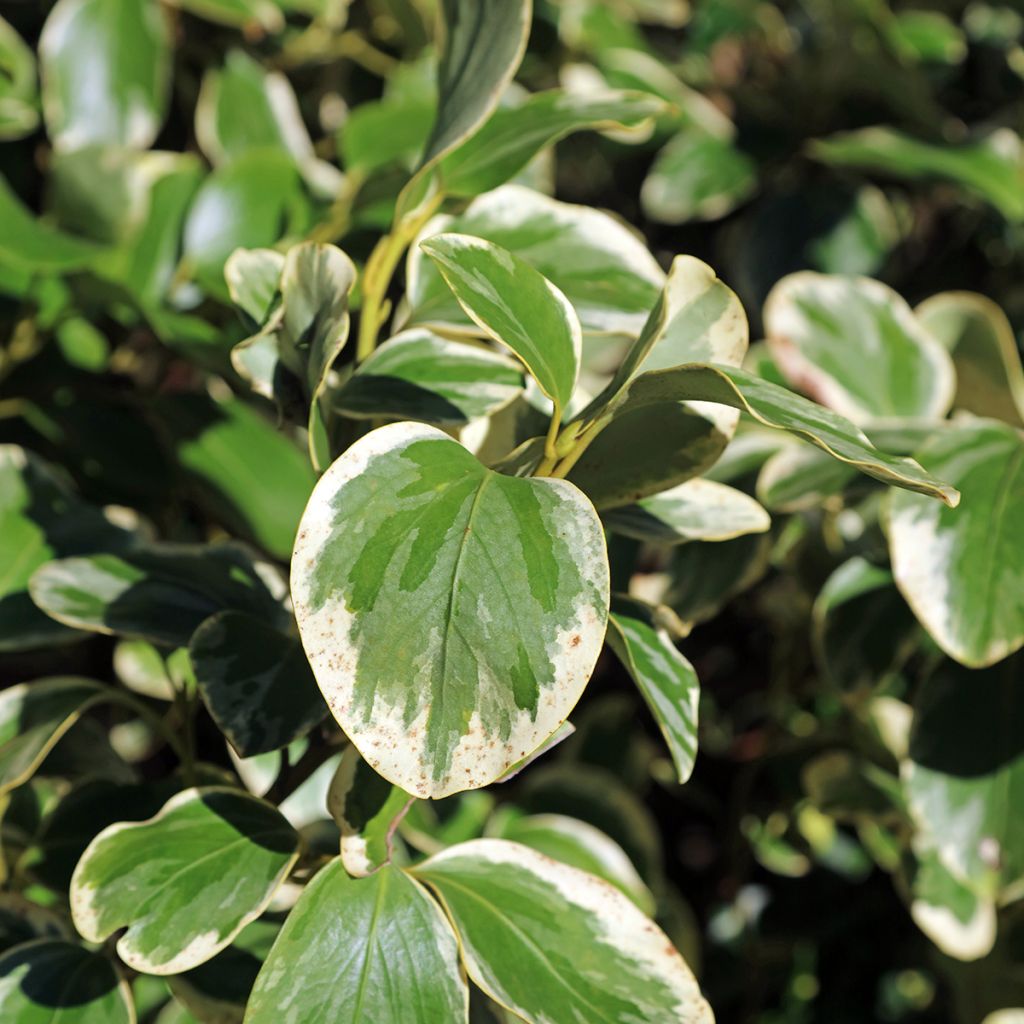Griselinia littoralis Bantry Bay