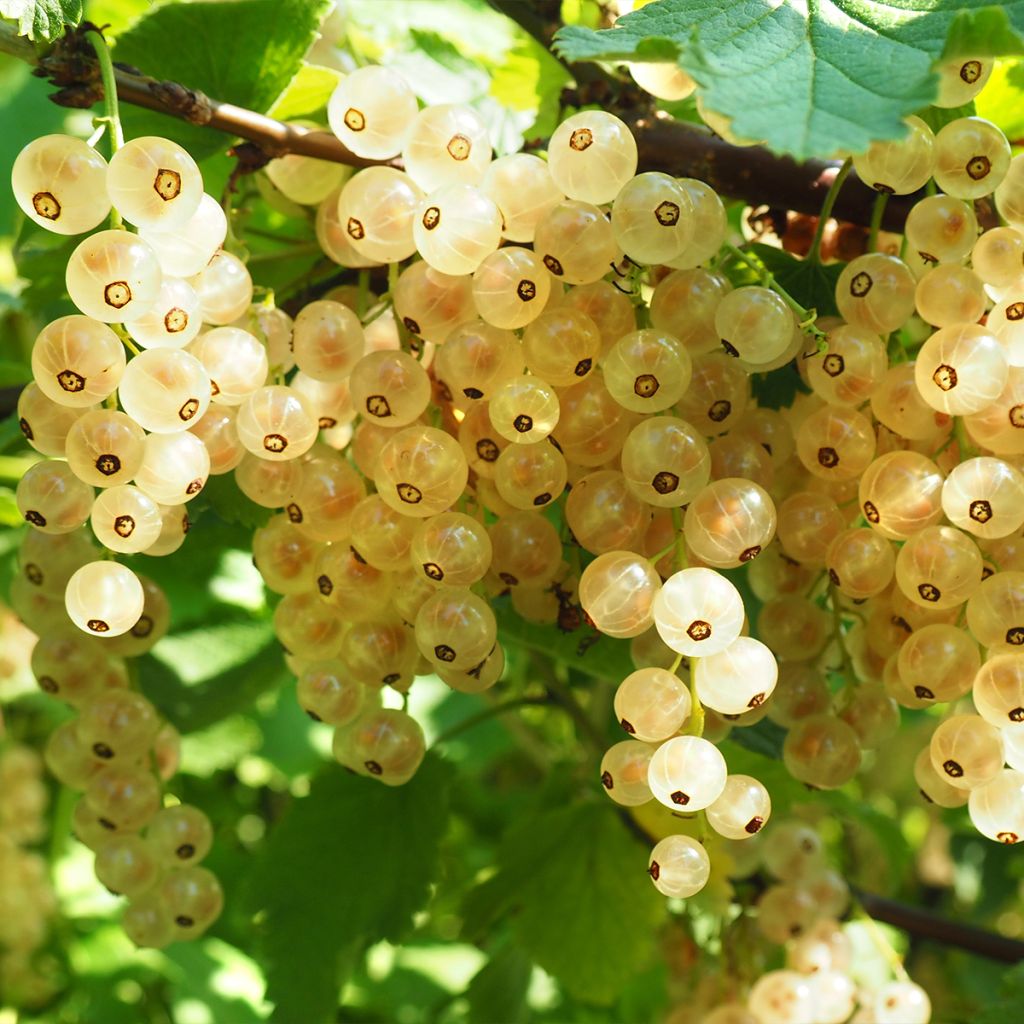 Ribes bianco Werdavia