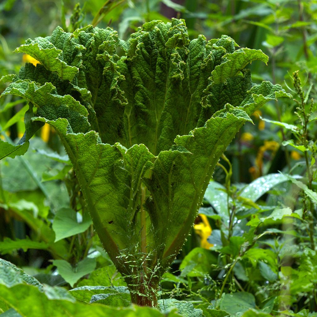 Gunnera manicata - Rabarbaro gigante del Brasile