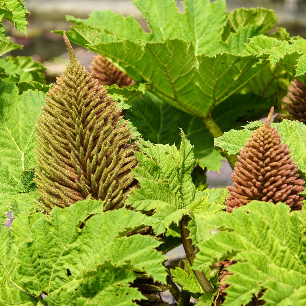 Gunnera manicata - Rabarbaro gigante del Brasile