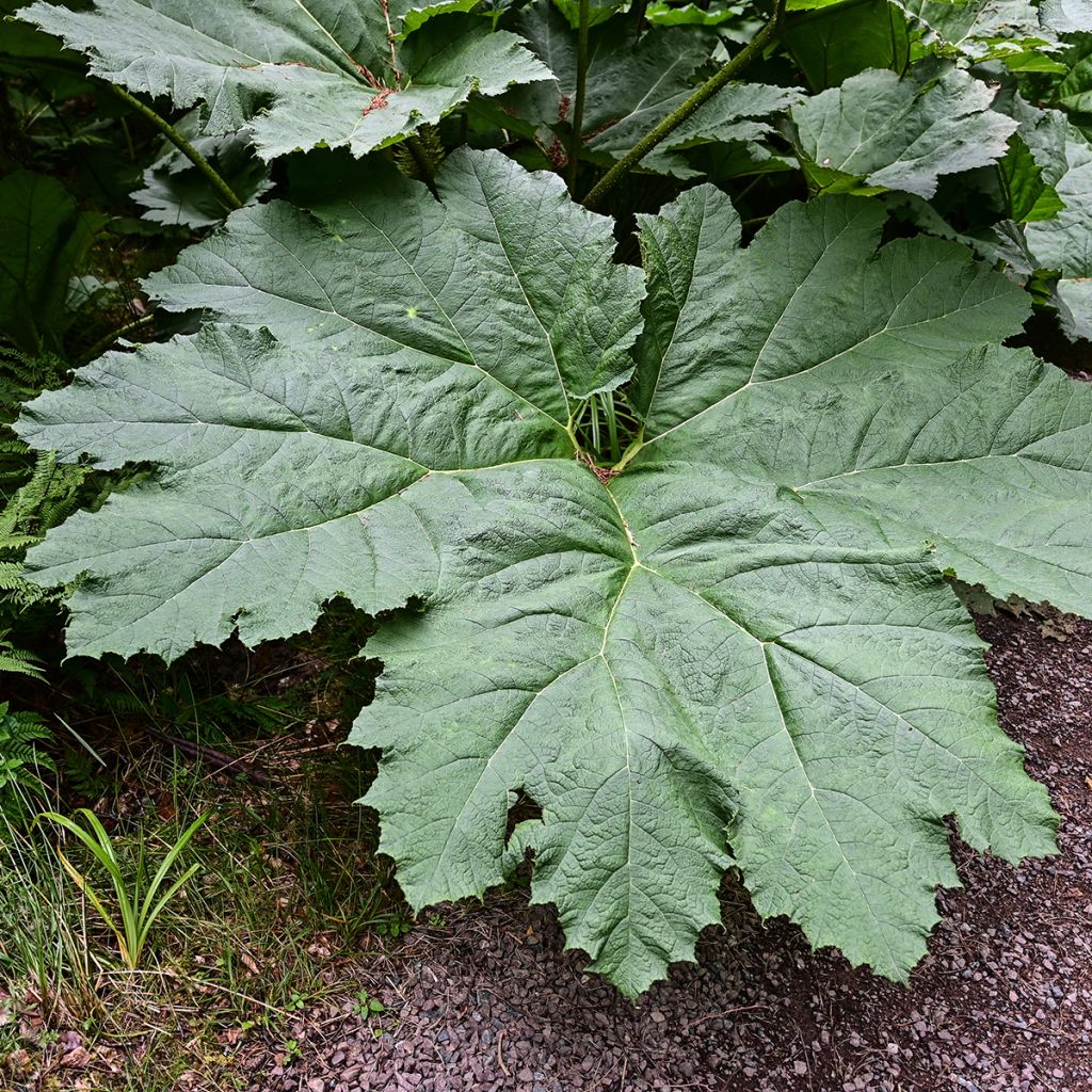 Gunnera manicata - Rabarbaro gigante del Brasile