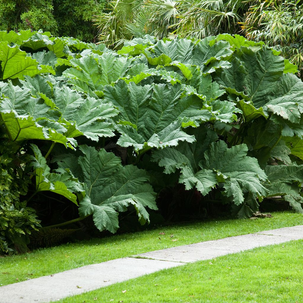 Gunnera manicata - Rabarbaro gigante del Brasile