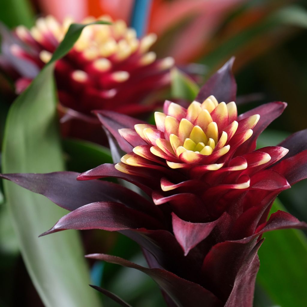 Guzmania Akabar