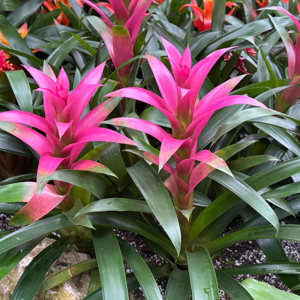 Guzmania Alerta