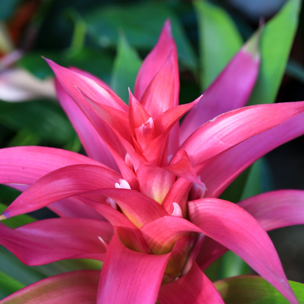 Guzmania Alerta