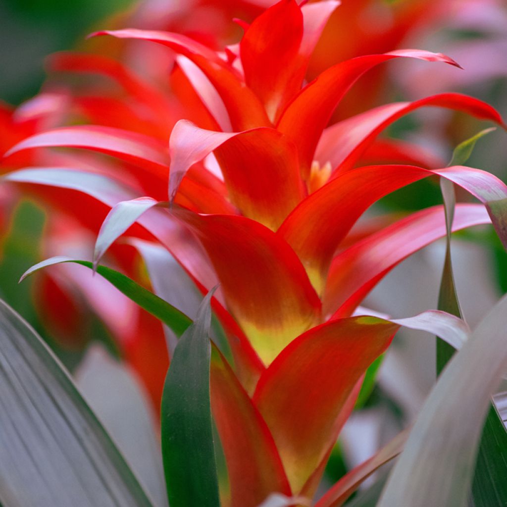 Guzmania Calypso