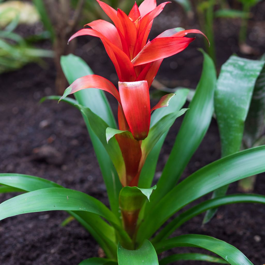Guzmania Calypso