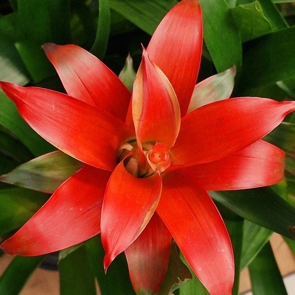 Guzmania Calypso