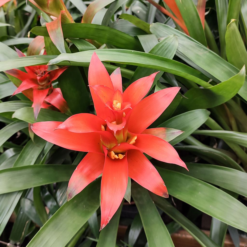 Guzmania Melissa