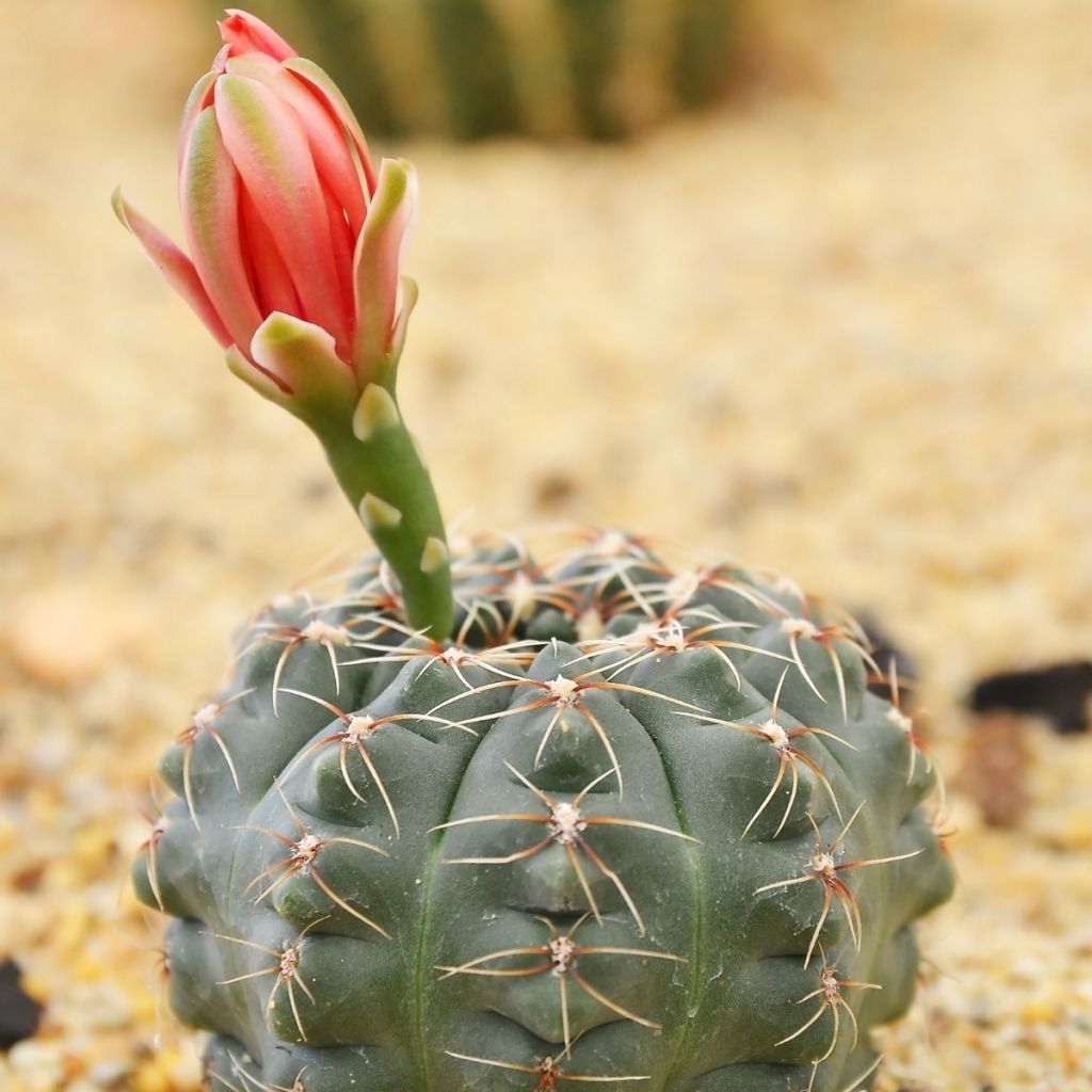 Cactus - Gymnocalycium baldianum