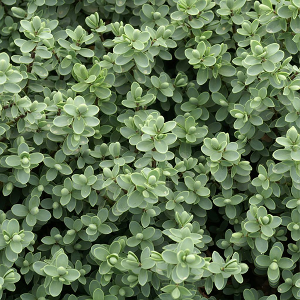 Hebe carnulosa - Veronica