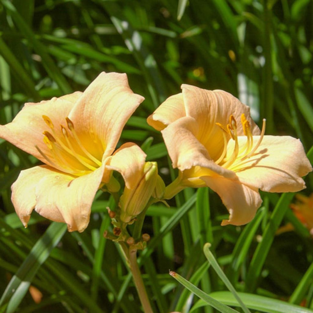 Hemerocallis Mini stella - Emerocallide