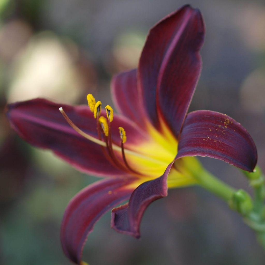 Hemerocallis American Revolution - Emerocallide