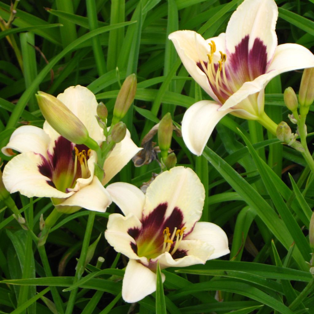 Hemerocallis Moonlight Masquerade - Emerocallide