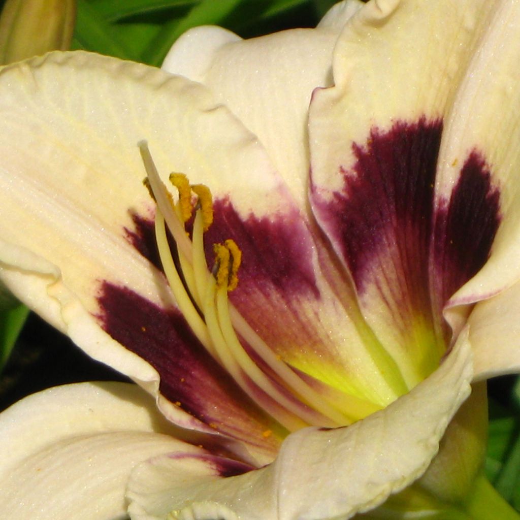 Hemerocallis Moonlight Masquerade - Emerocallide