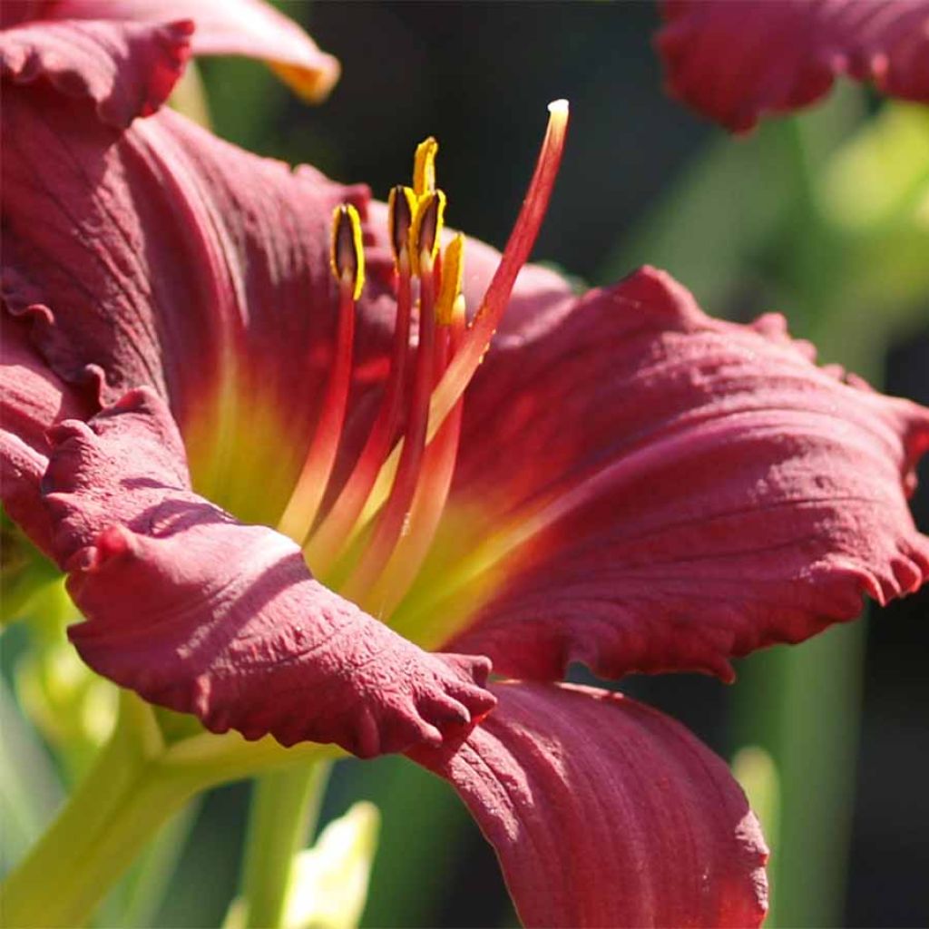 Hemerocallis Pardon Me - Emerocallide