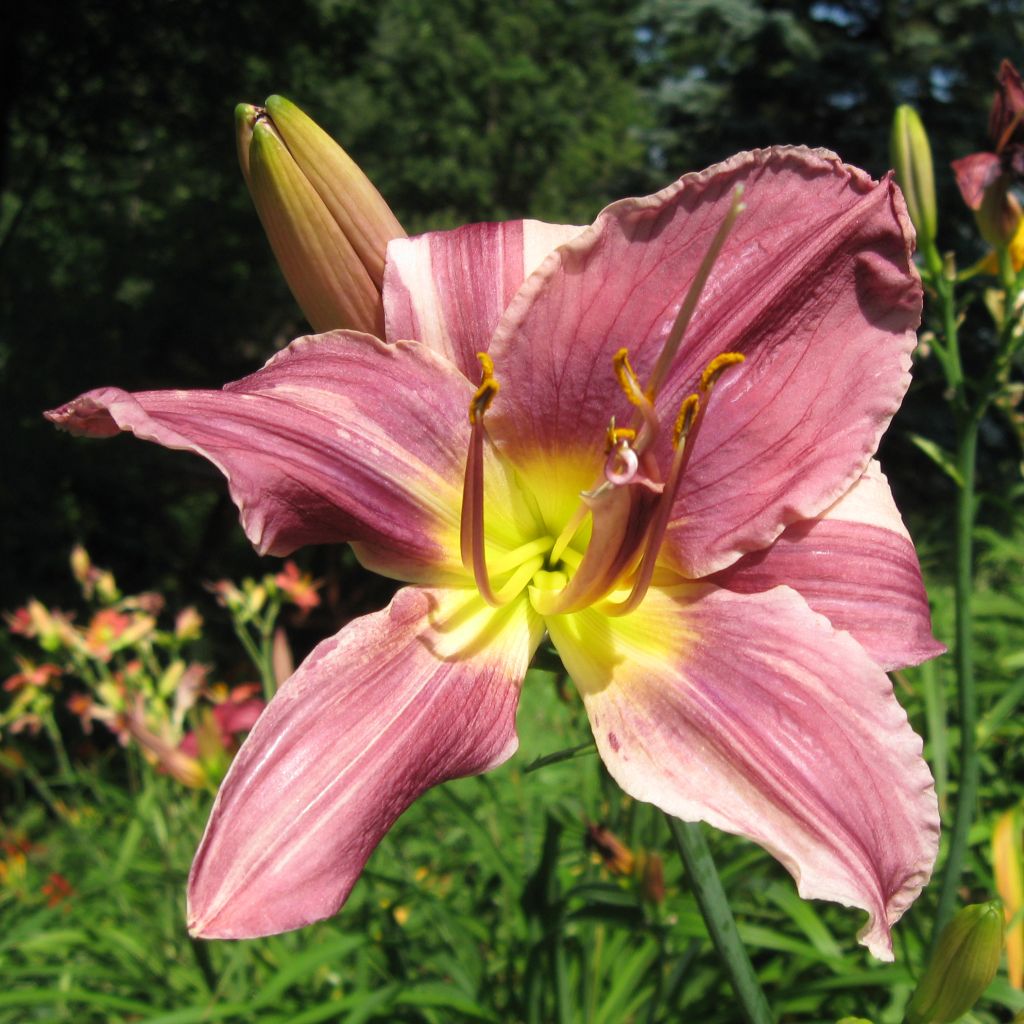 Hemerocallis Prairie Blue Eyes - Emerocallide