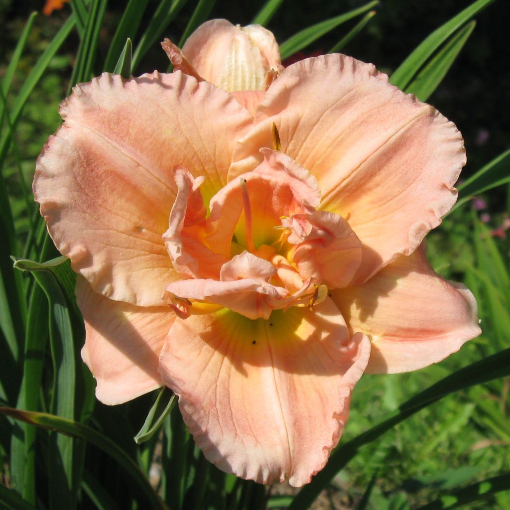 Hemerocallis Siloam Double Classic - Emerocallide