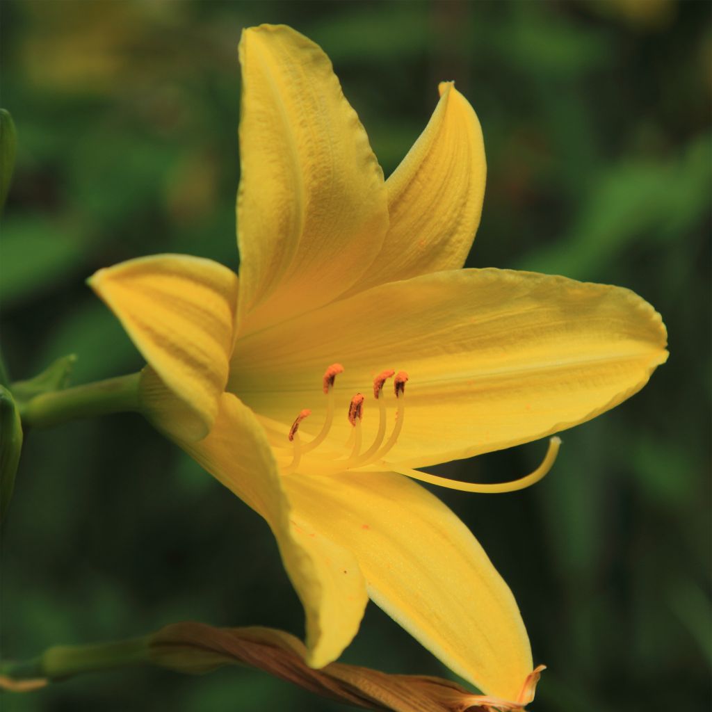 Hemerocallis lilioasphodelus - Giglio dorato