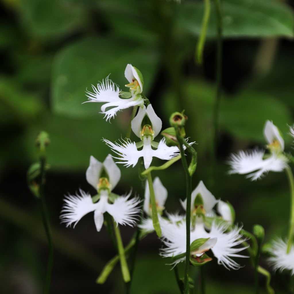 Habenaria radiata - Orchidea Airone