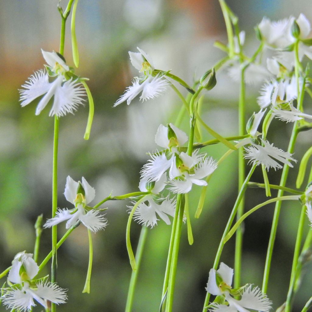 Habenaria radiata - Orchidea Airone