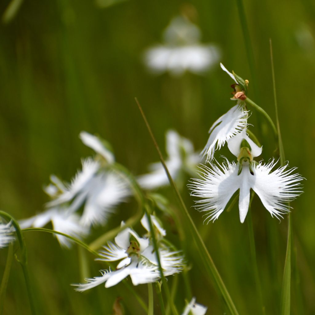 Habenaria radiata - Orchidea Airone