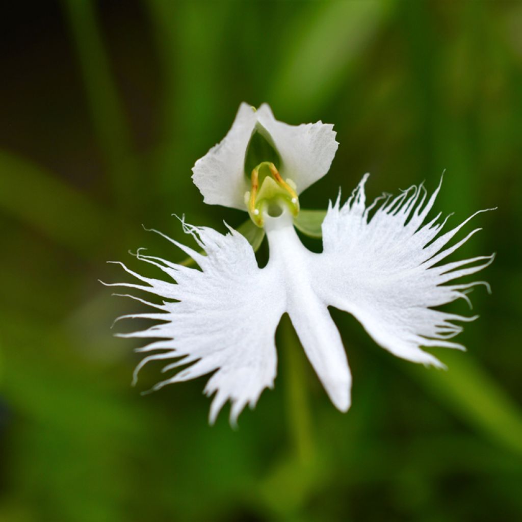 Habenaria radiata - Orchidea Airone