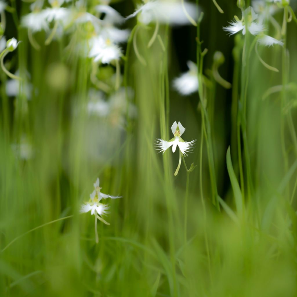 Habenaria radiata - Orchidea Airone