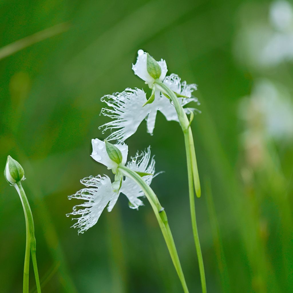 Habenaria radiata - Orchidea Airone