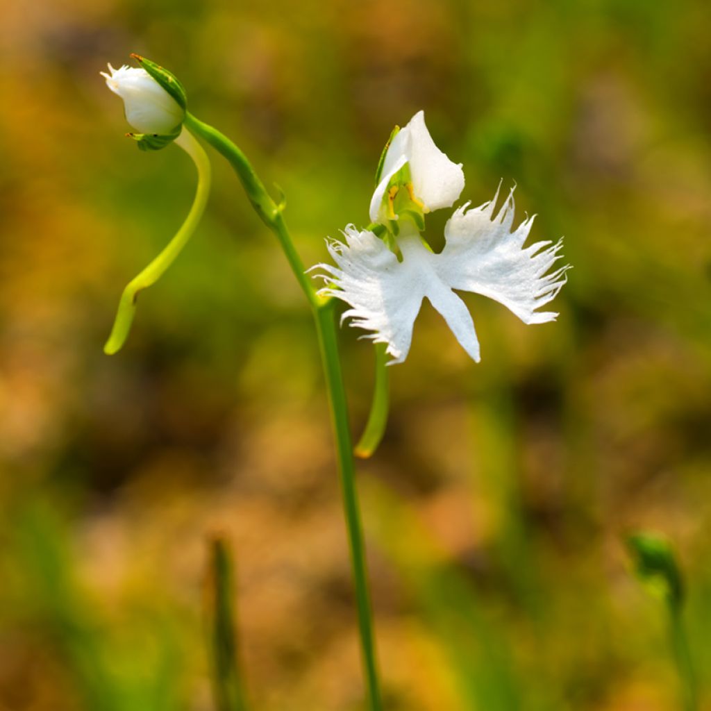 Habenaria radiata - Orchidea Airone