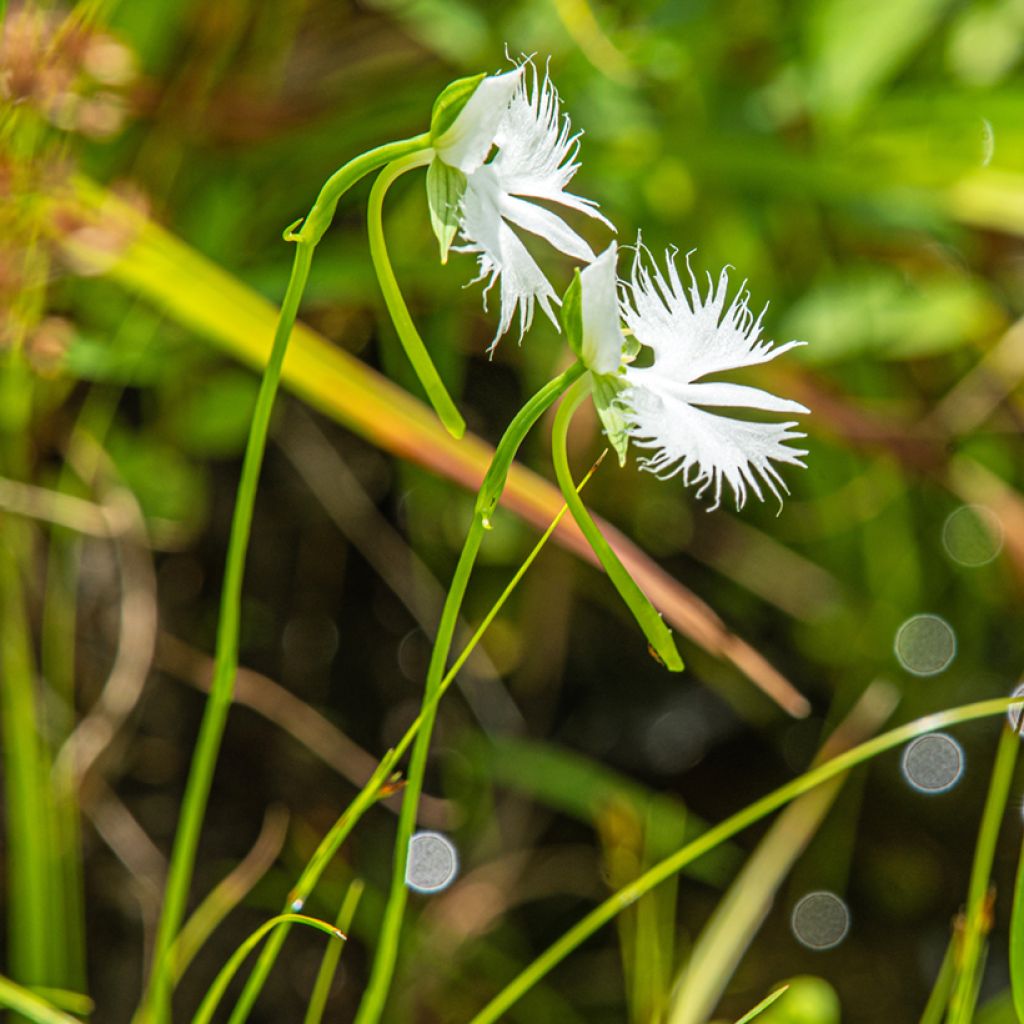 Habenaria radiata - Orchidea Airone