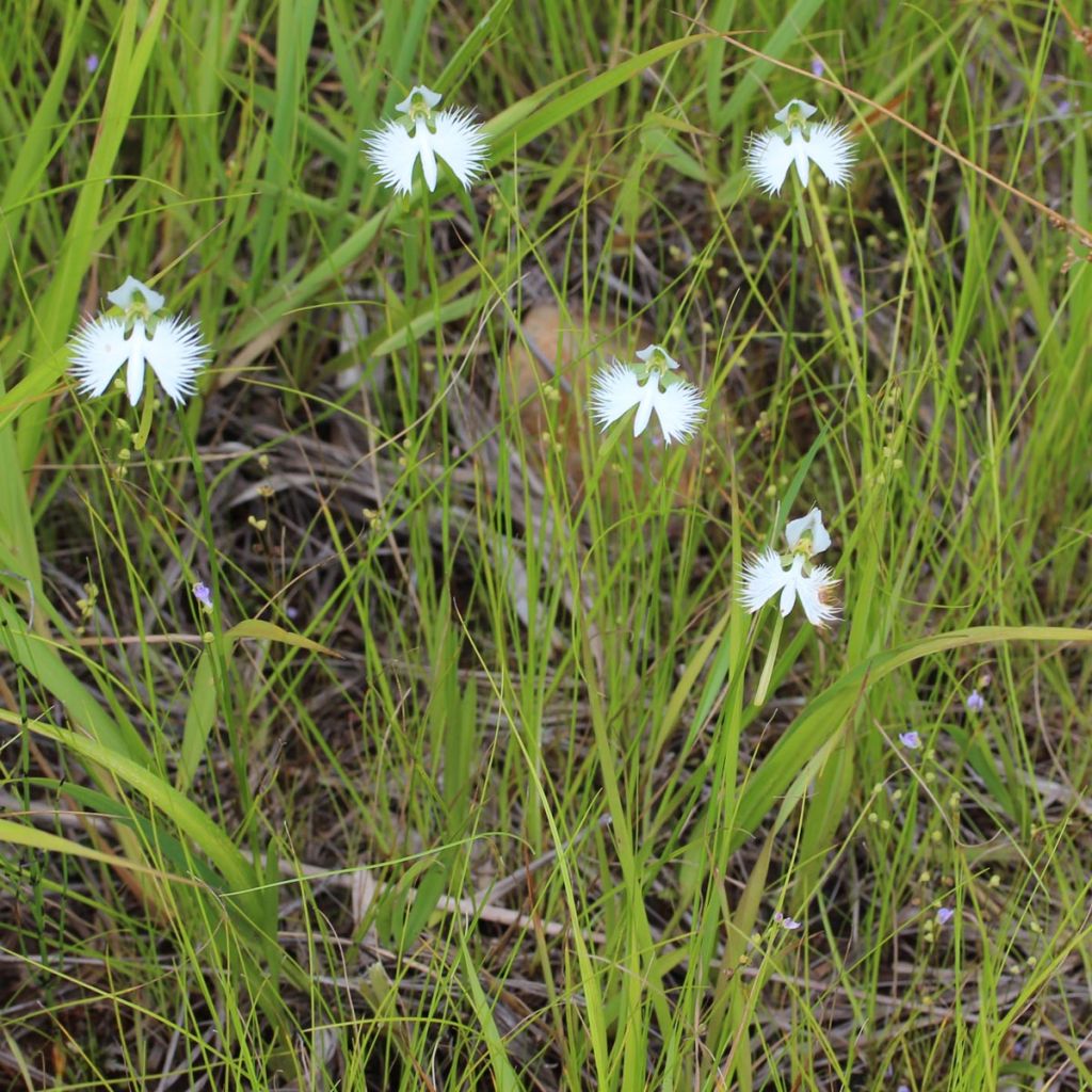 Habenaria radiata - Orchidea Airone
