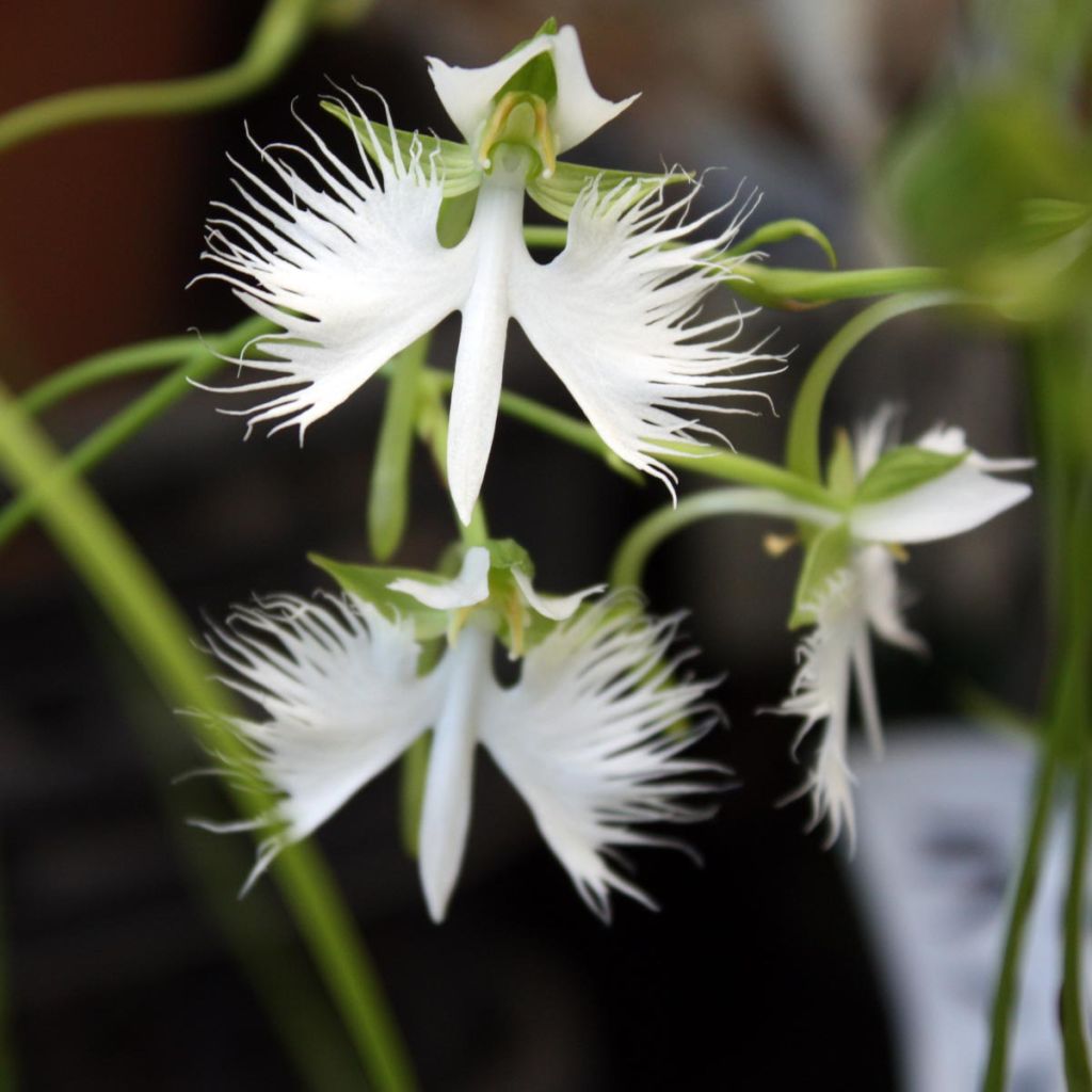 Habenaria radiata - Orchidea Airone