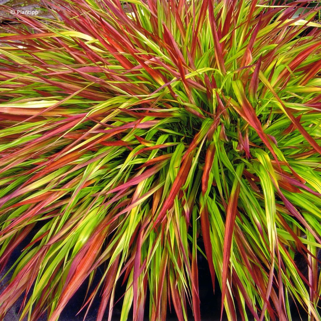 Hakonechloa macra Mulled Wine - Erba della foresta giapponese