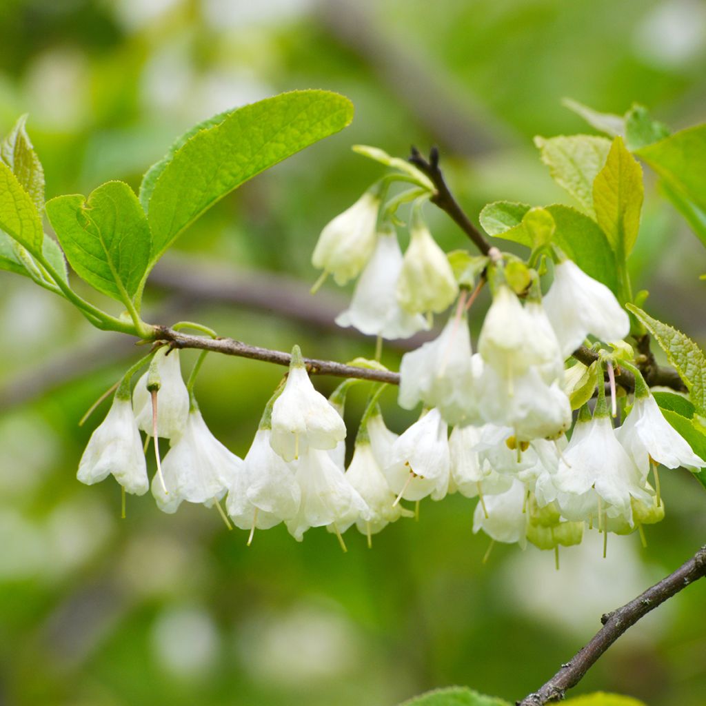Halesia carolina