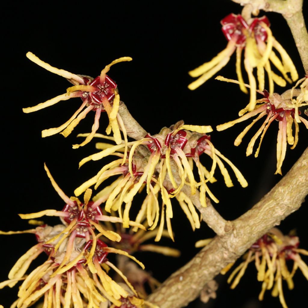 Hamamelis (x) intermedia Cyrille - Amamelide