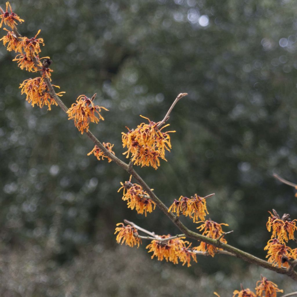 Hamamelis intermedia Aphrodite - Amamelide