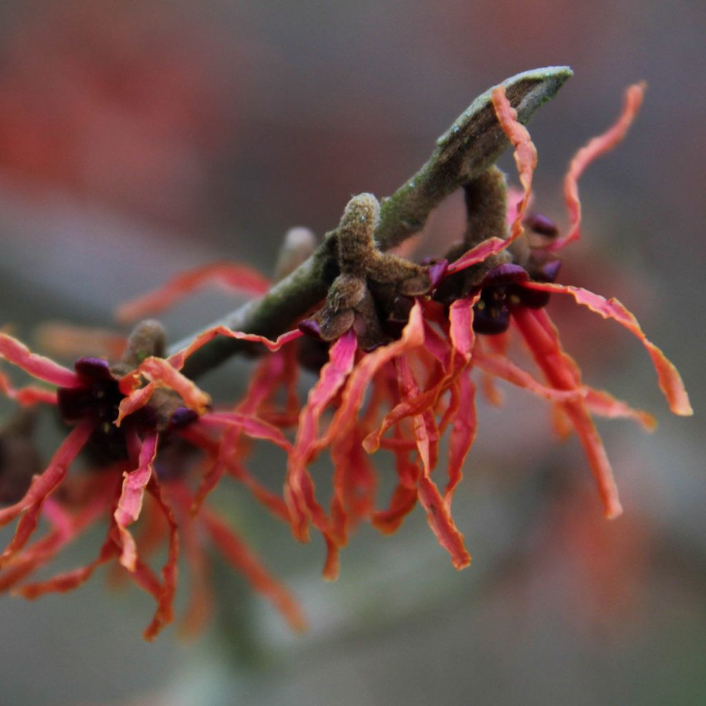 Hamamelis intermedia Feuerzauber - Amamelide
