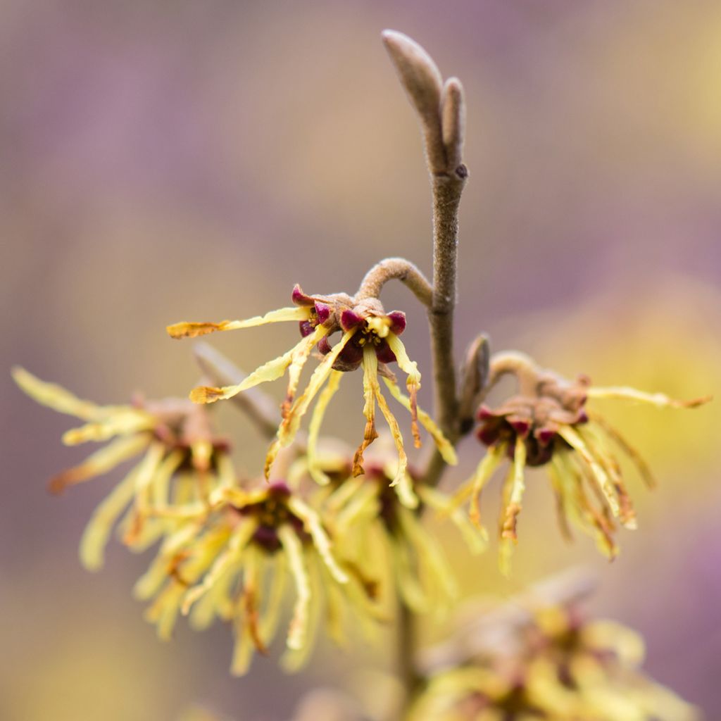 Hamamelis intermedia Arnold Promise - Amamelide