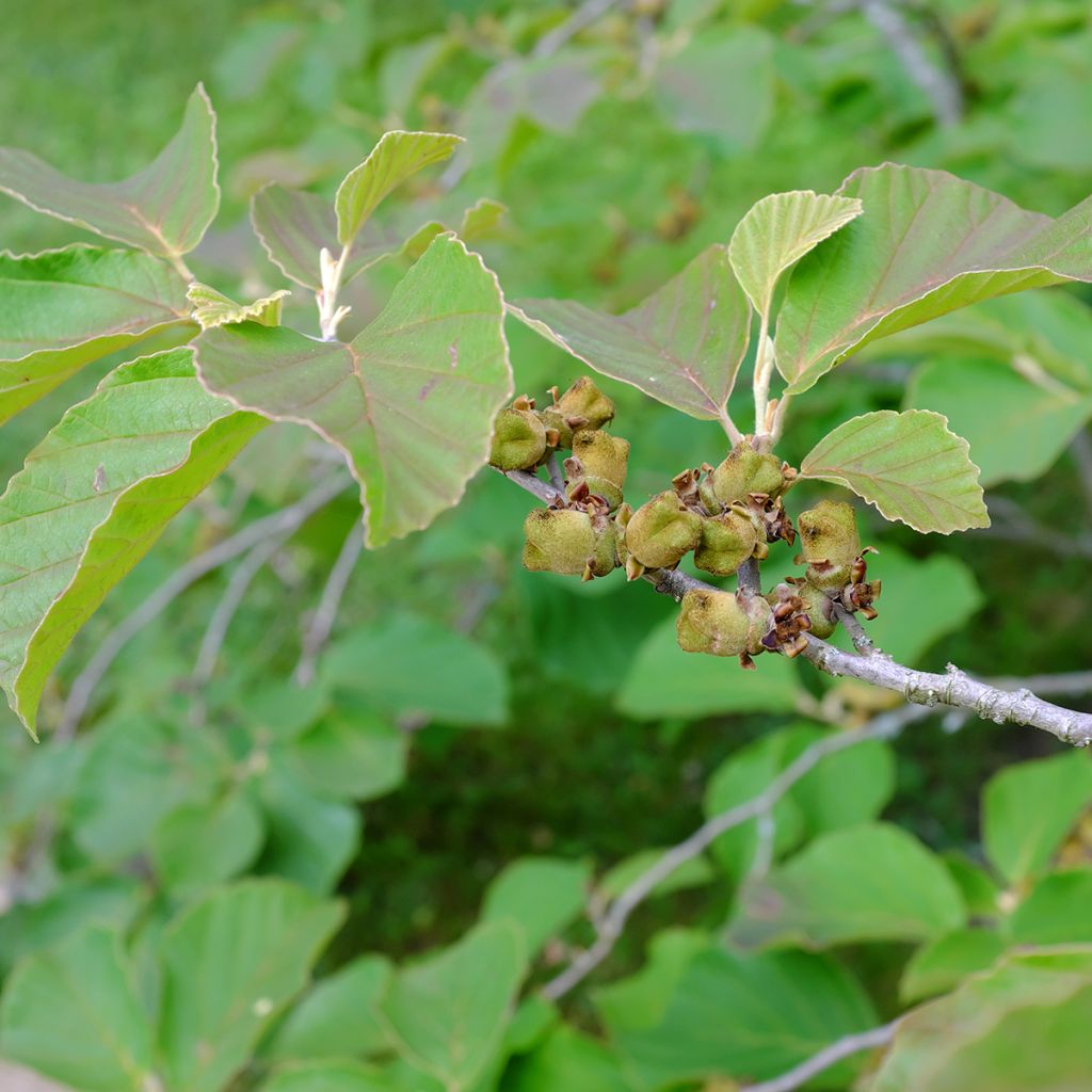 Hamamelis intermedia Diane - Amamelide