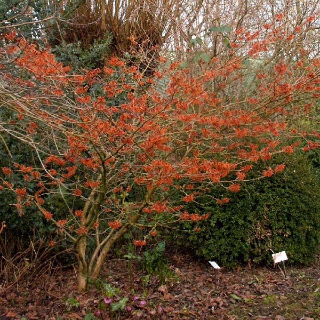 Hamamelis intermedia Ruby Glow - Amamelide